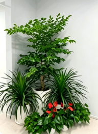 宁波花木出租价格优化攻略，效果翻倍